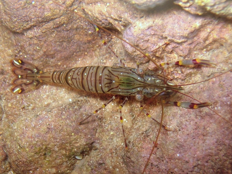 Differenze tra Palaemon serratus e Palaemon elegans